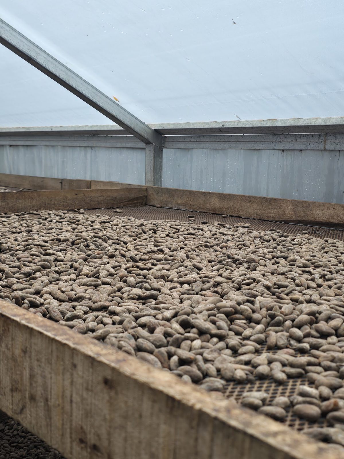 Eden Chocolate Experience: Bean-to-Bar on an Organic Farm — photo 9
