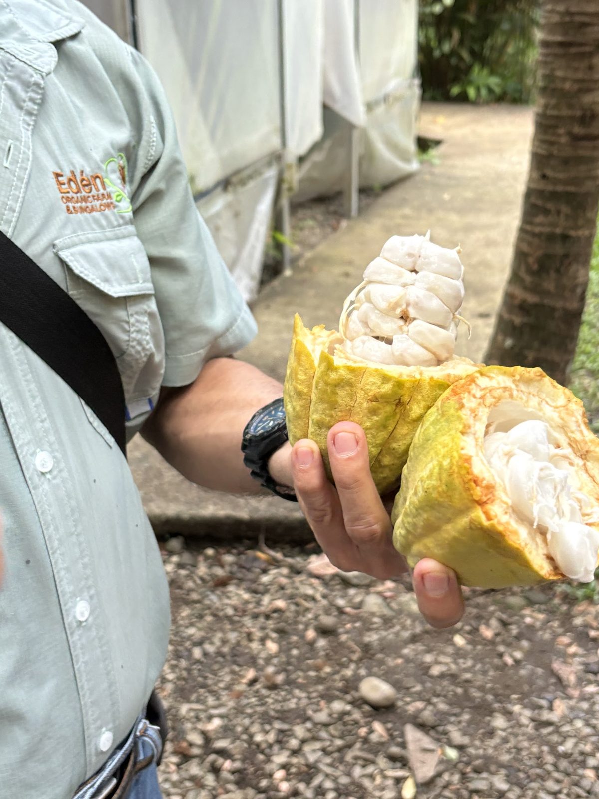 Eden Chocolate Experience: Bean-to-Bar on an Organic Farm — photo 6