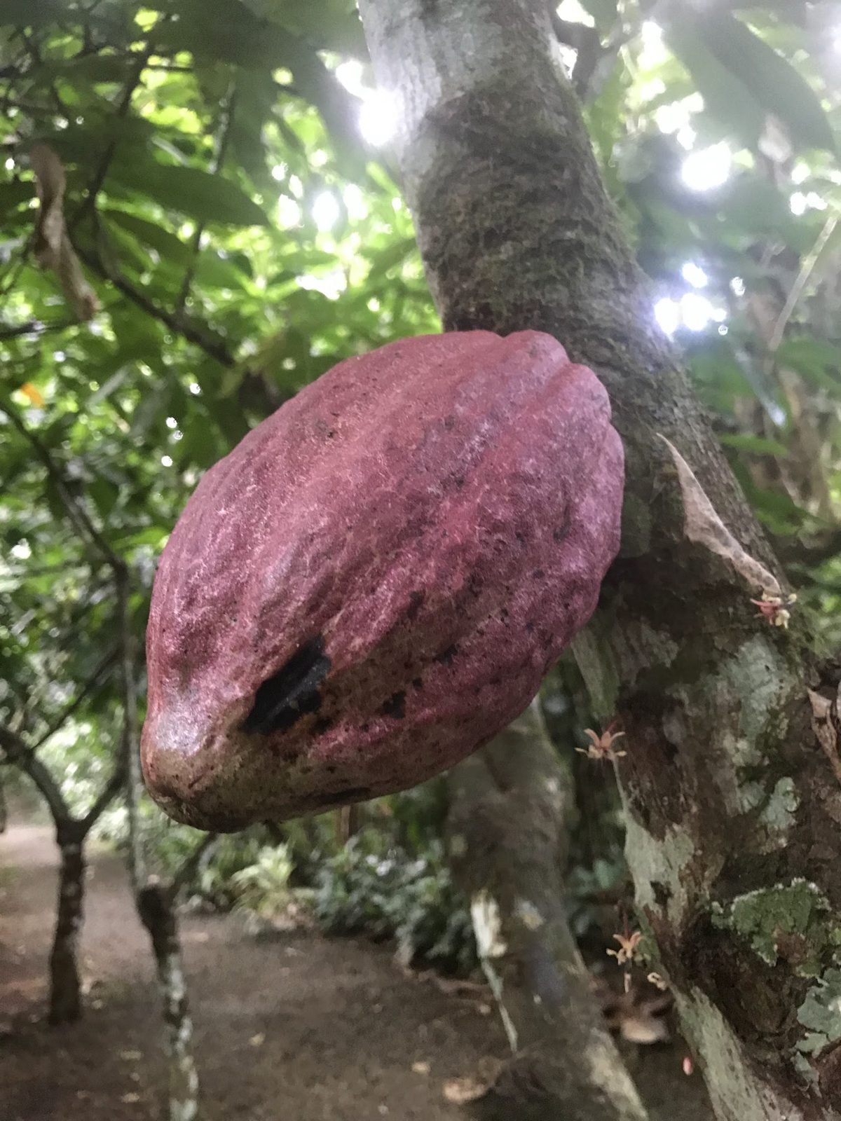 Eden Chocolate Experience: Bean-to-Bar on an Organic Farm — photo 8