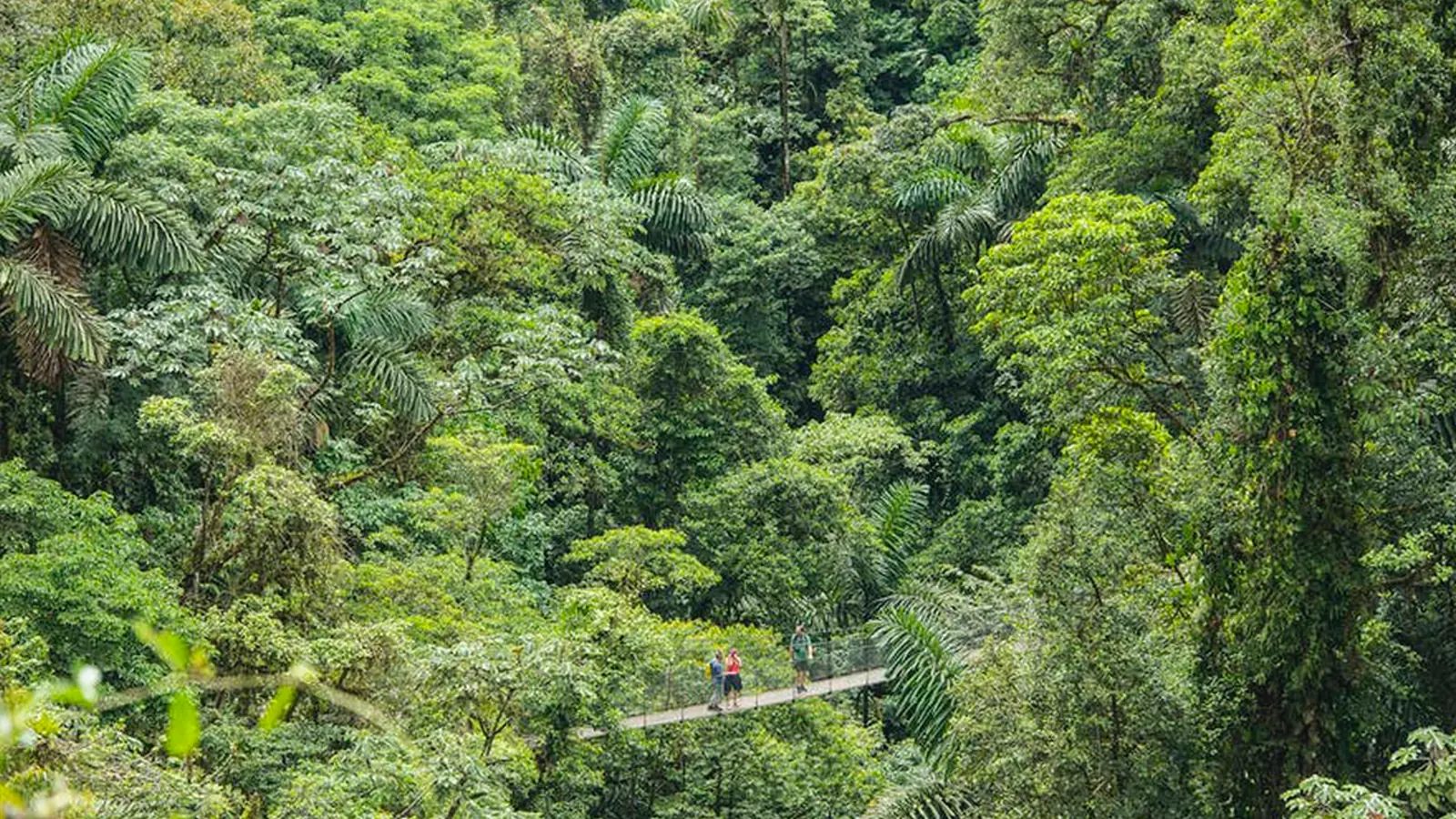 Mistico Hanging Bridges — photo 4