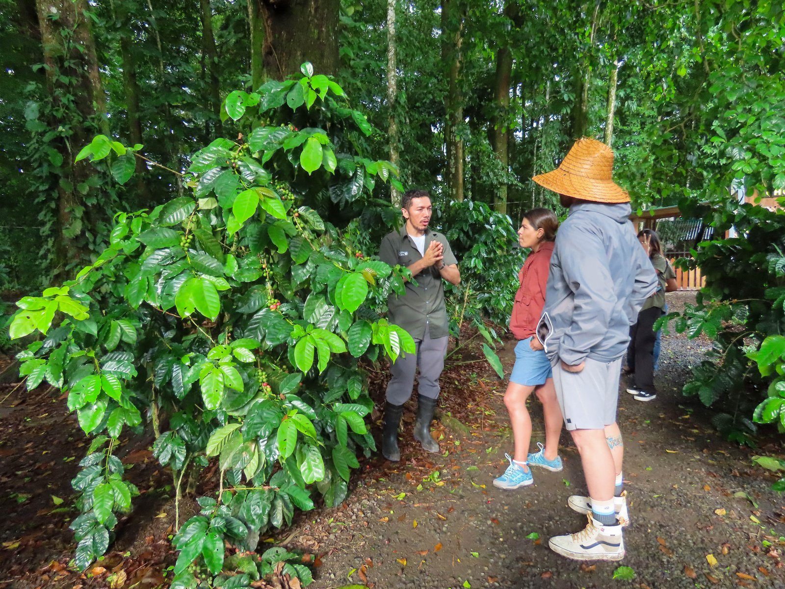 Coffee, Chocolate & Sugar Cane Tour — photo 2