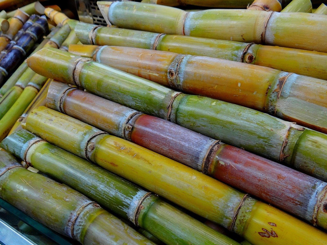 Coffee, Chocolate & Sugar Cane Tour — photo 6