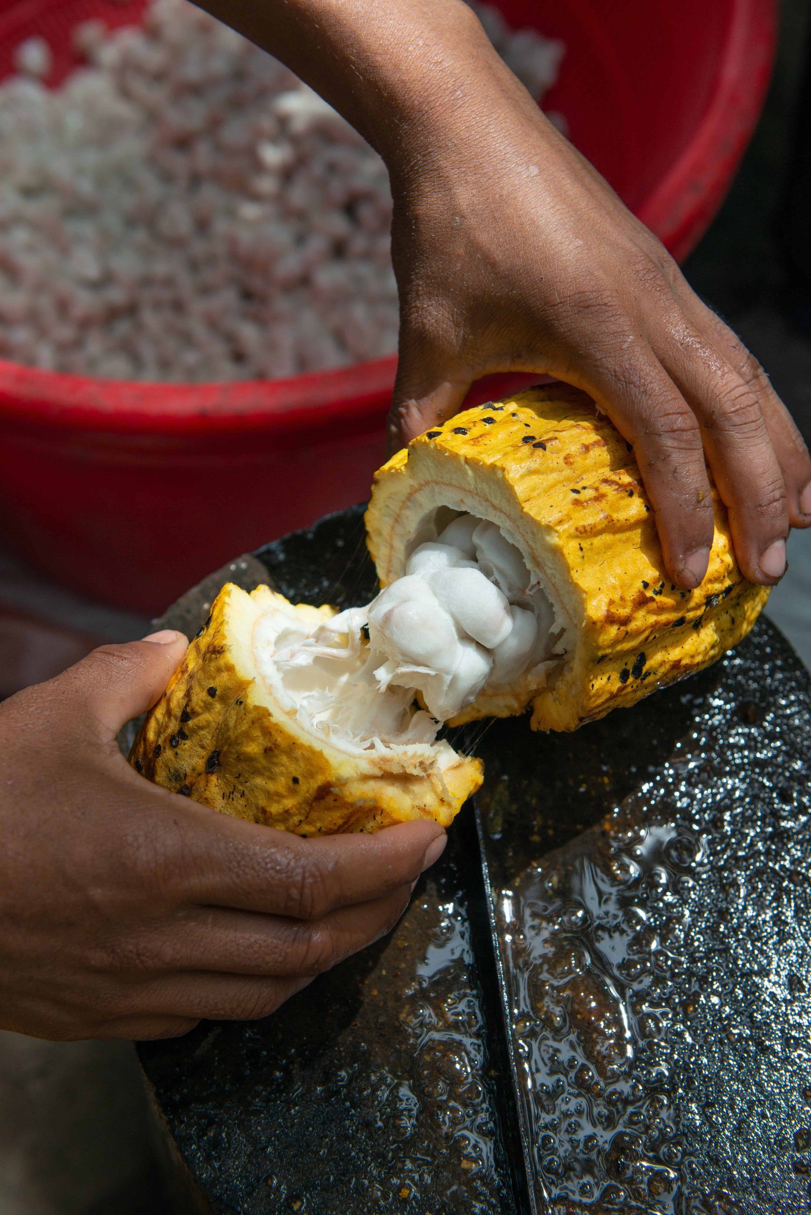 Coffee, Chocolate & Sugar Cane Tour — photo 5