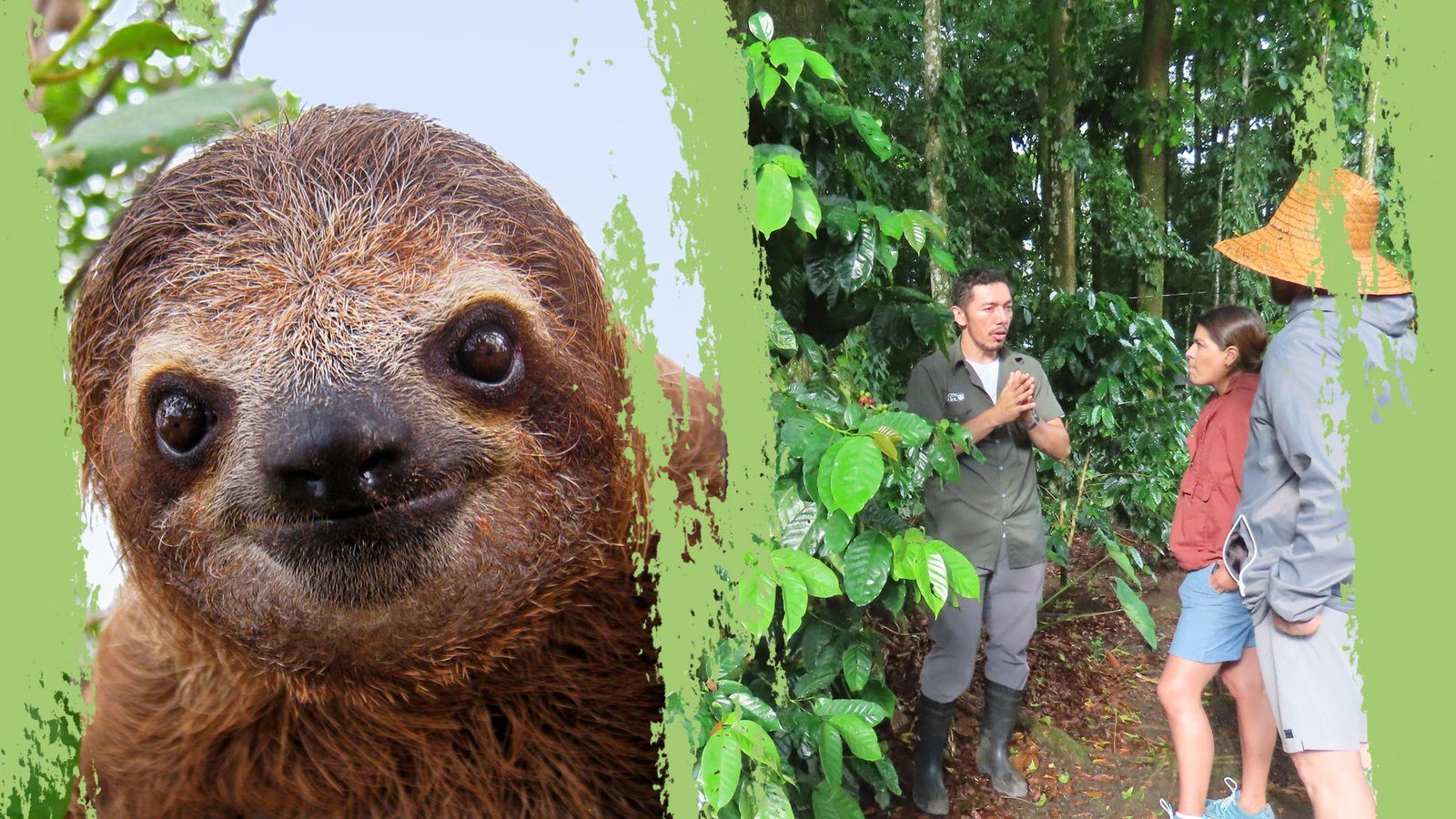 Sloths + Coffee, Chocolate & Sugar Cane Combo — combo tour in La Fortuna, Costa Rica