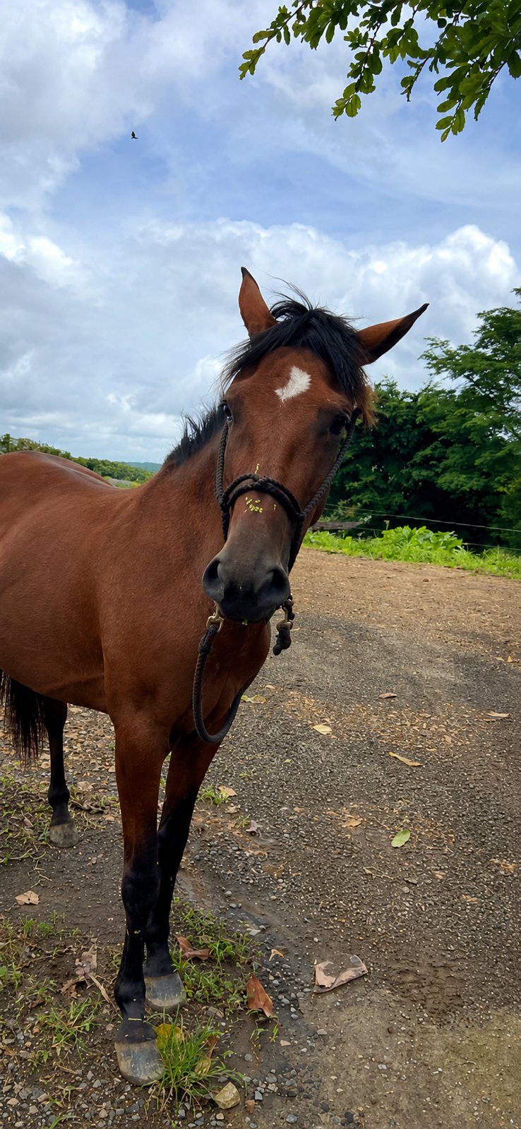Farm & Artisan Cheese Experience — culture tour in Venado, San Carlos, Costa Rica