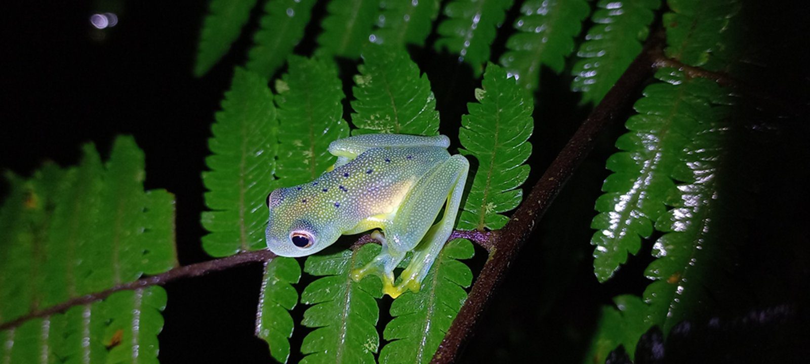 Rainforest Night Walk — photo 2