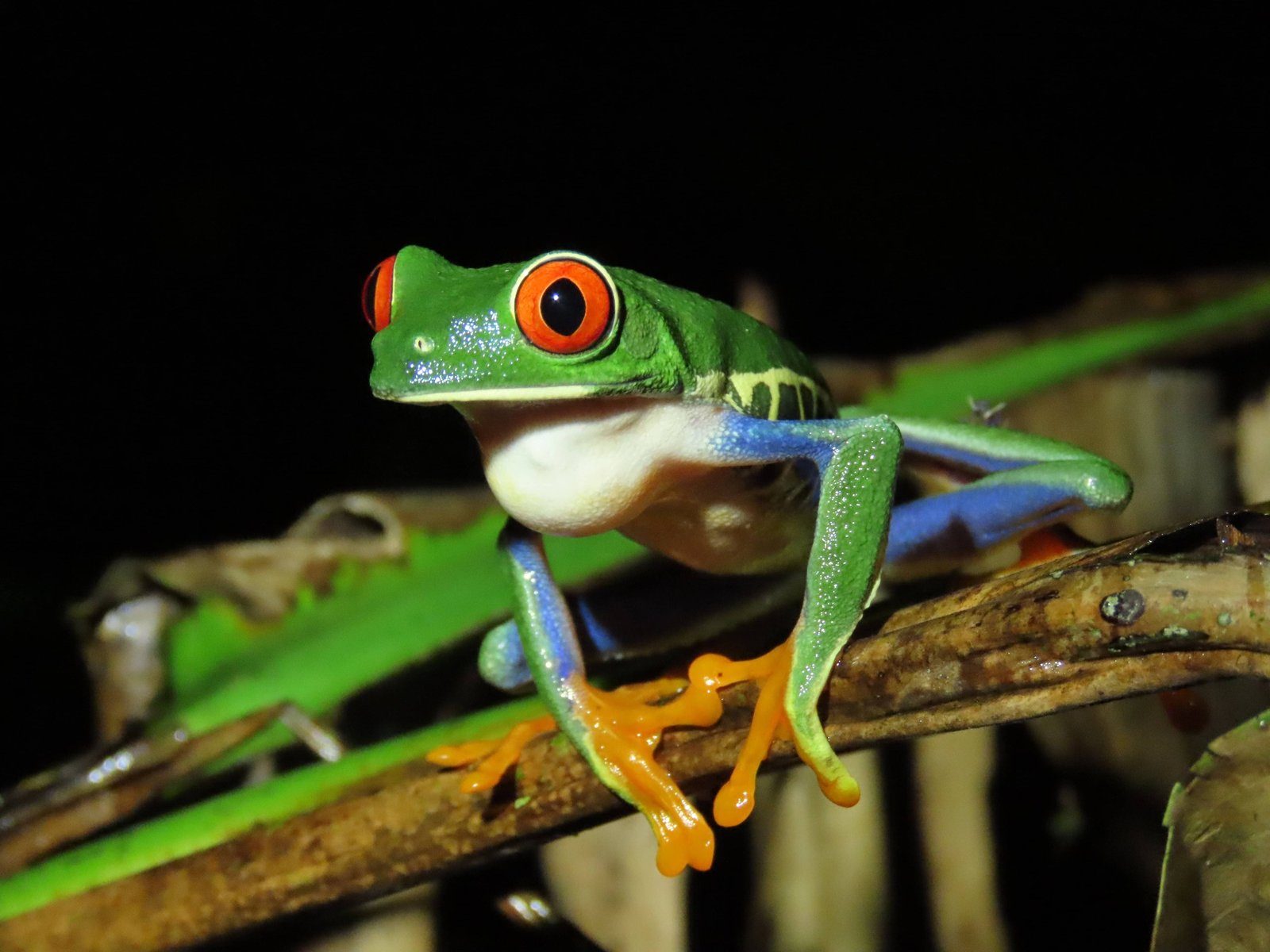 Rainforest Night Walk — photo 3