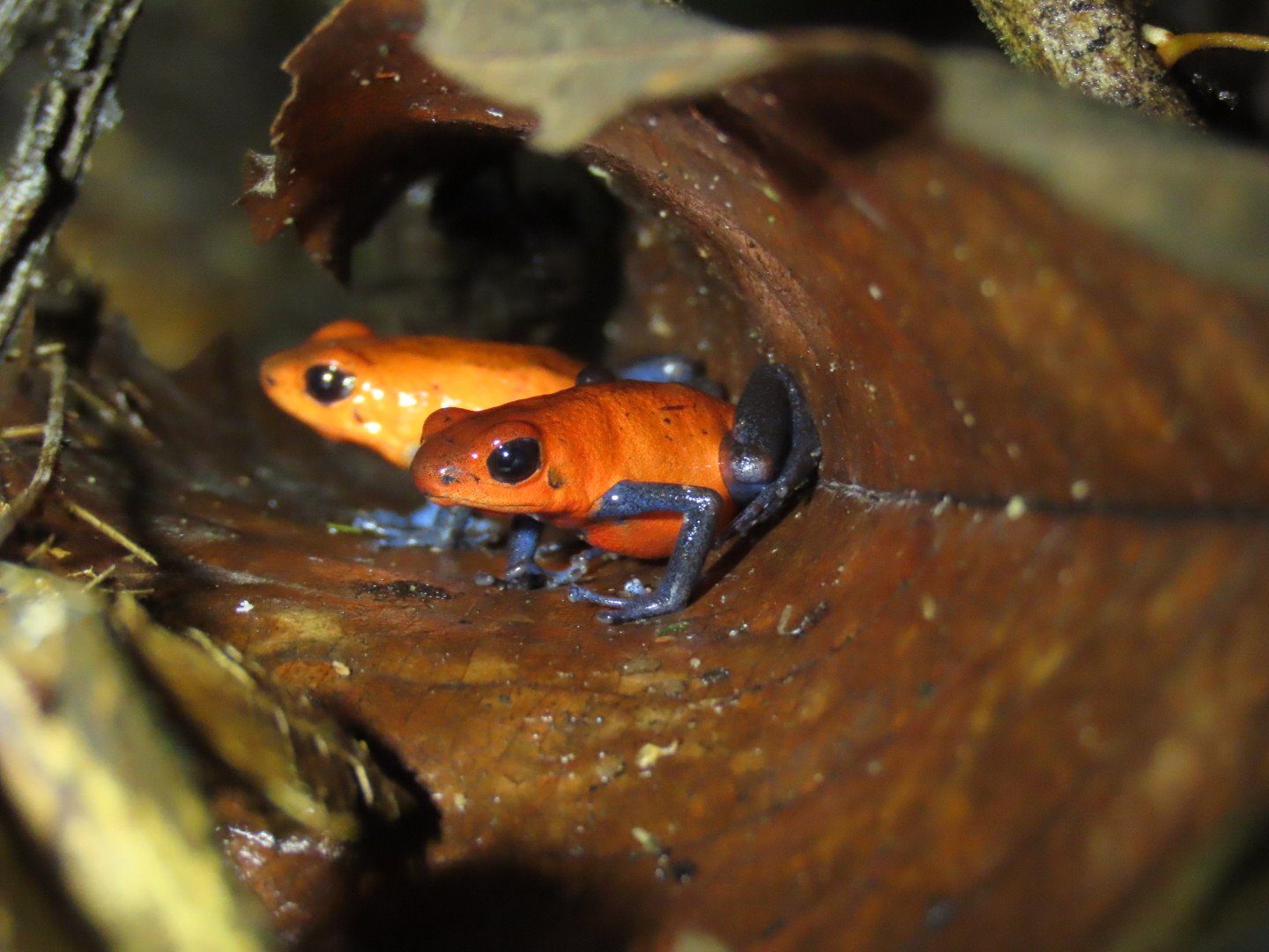 Rainforest Night Walk — photo 6