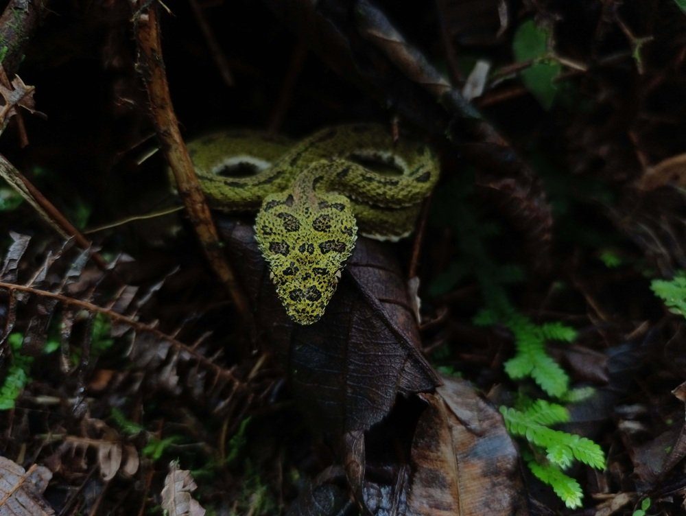 Rainforest Night Walk — photo 5