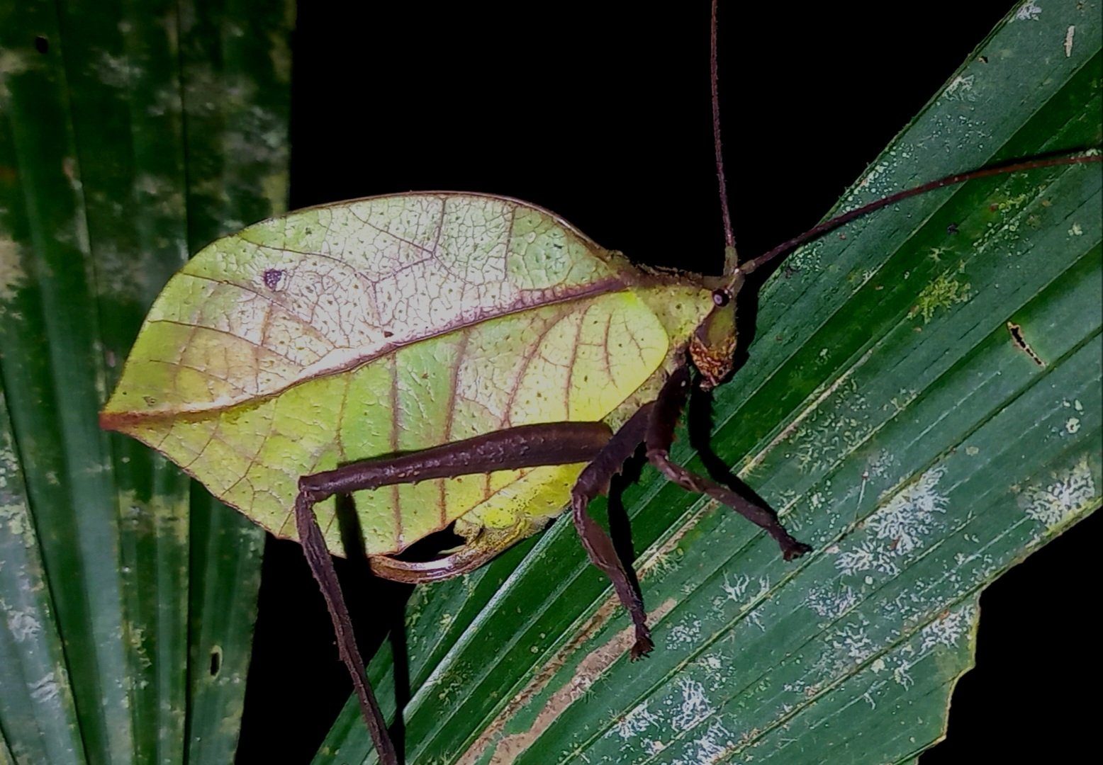Rainforest Night Walk — photo 4