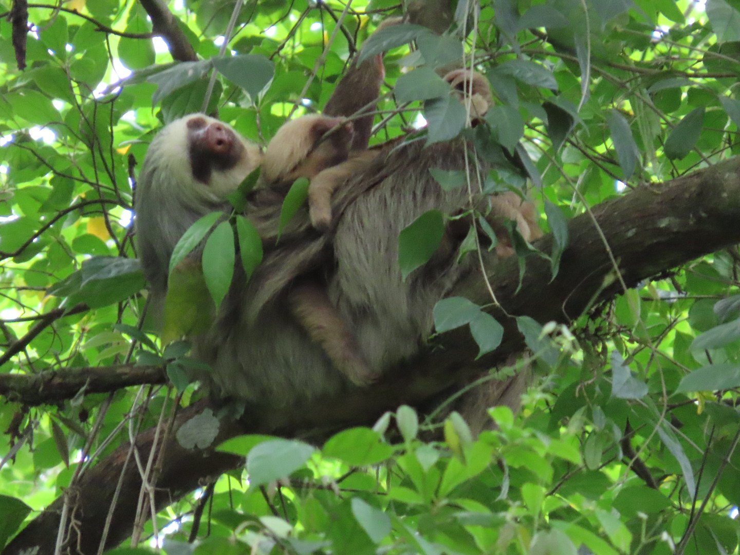 Sloth Watching Tour — photo 2