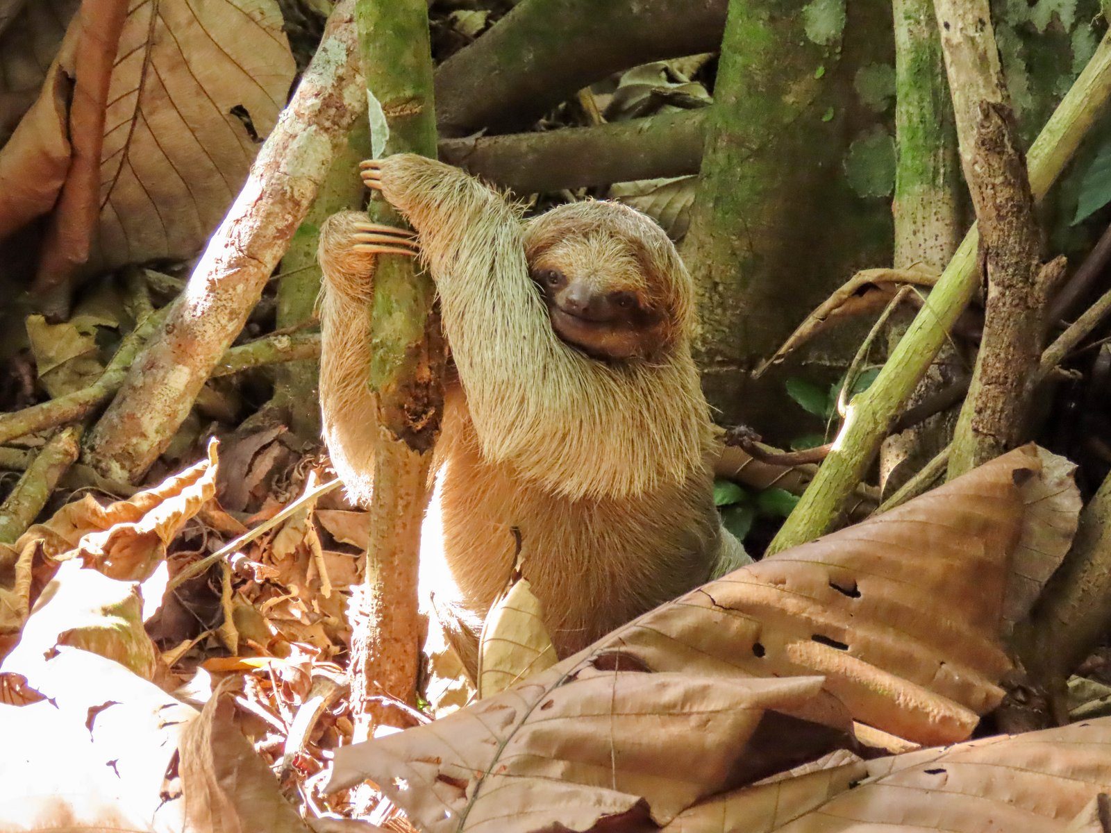 Sloth Watching Tour — photo 3