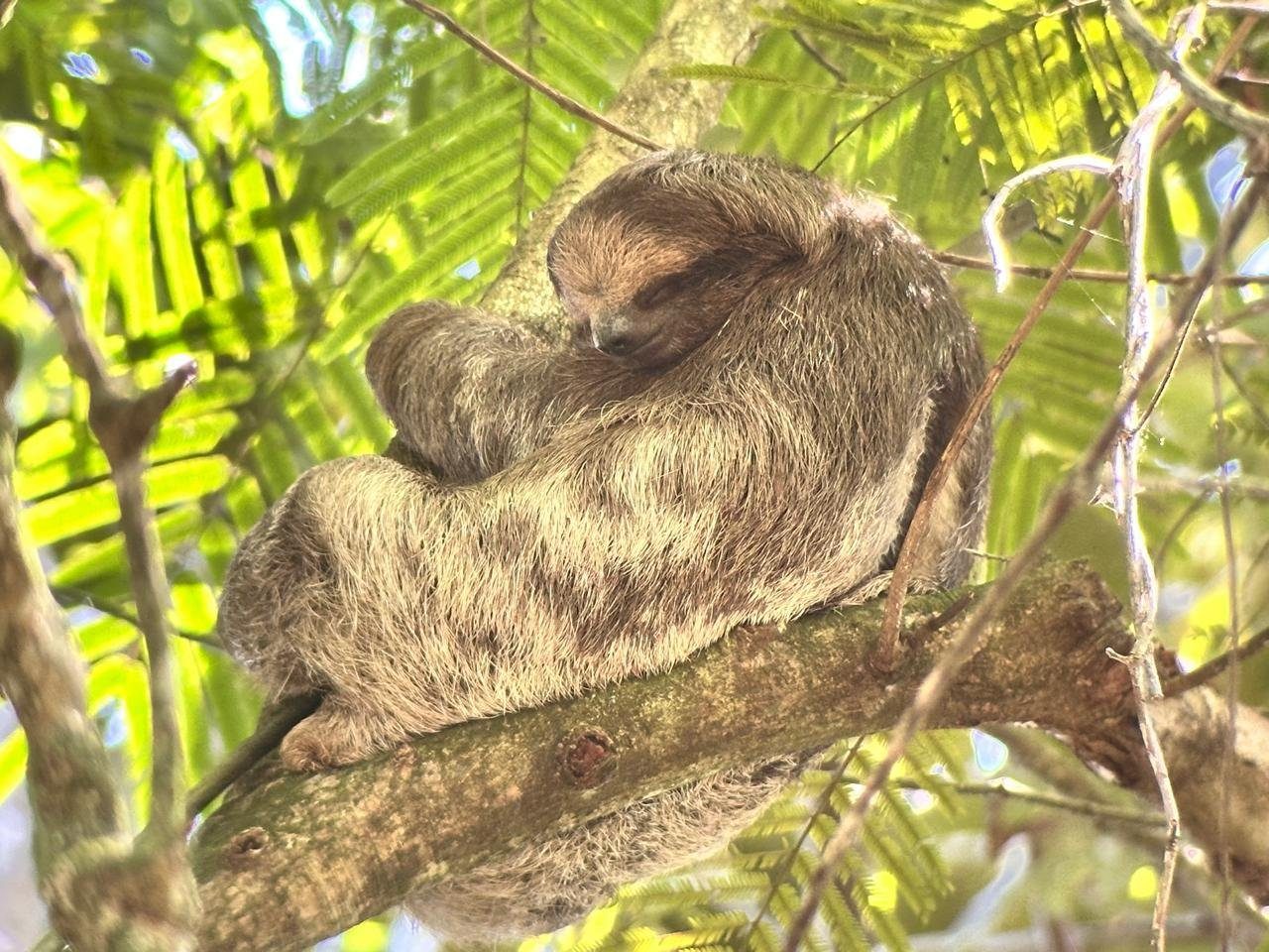 Sloth Watching Tour — photo 4