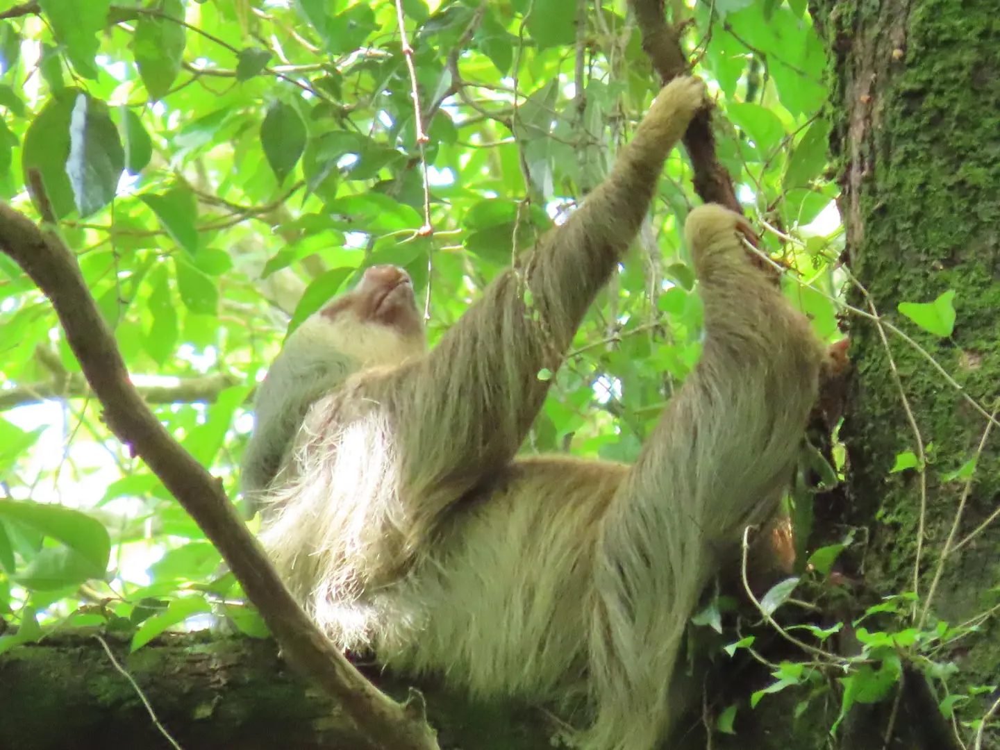 Sloth Watching Tour — photo 7