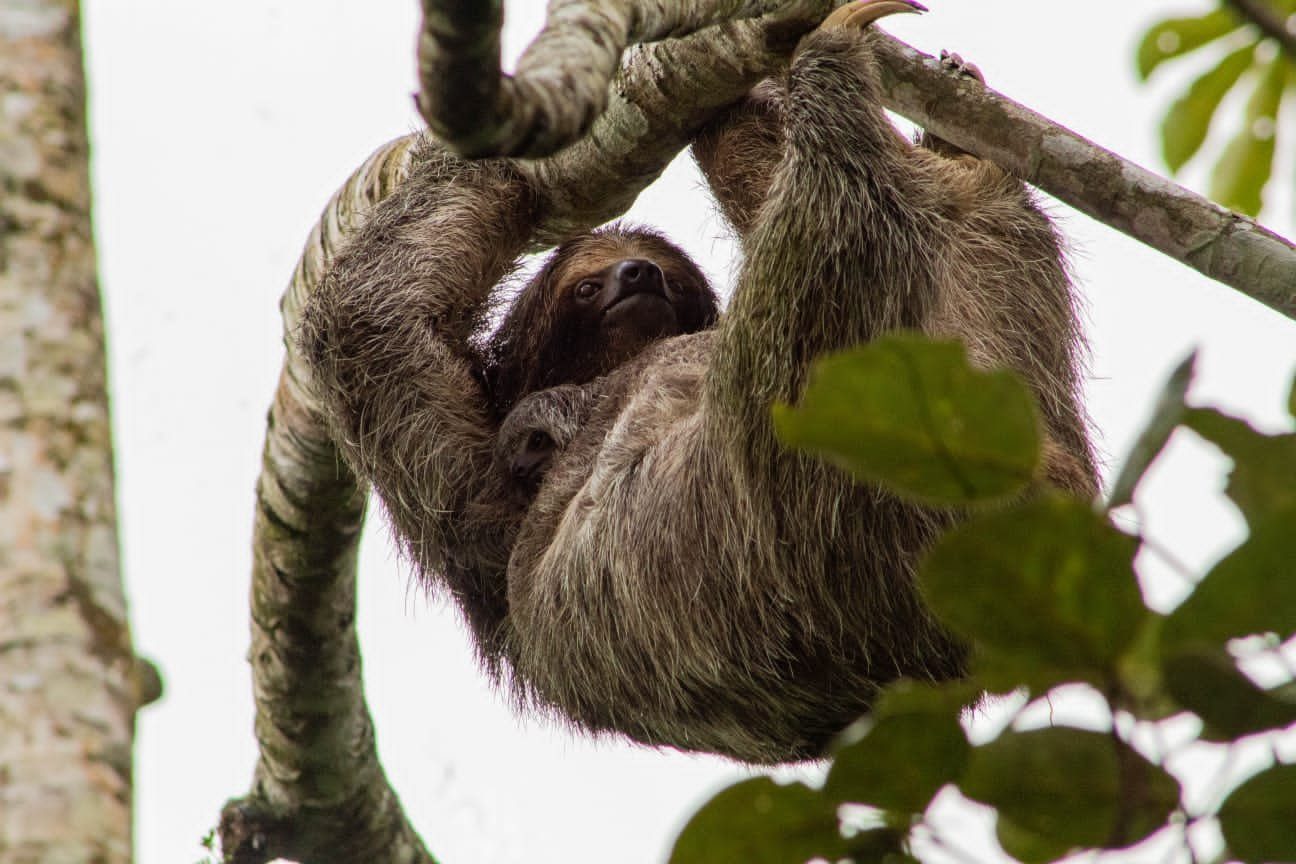 Sloth Watching Tour — photo 6