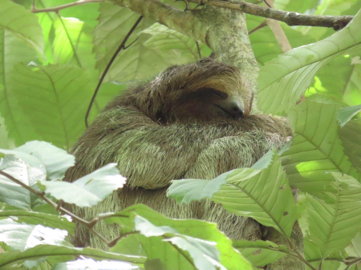 Sloth Watching Tour — photo 8