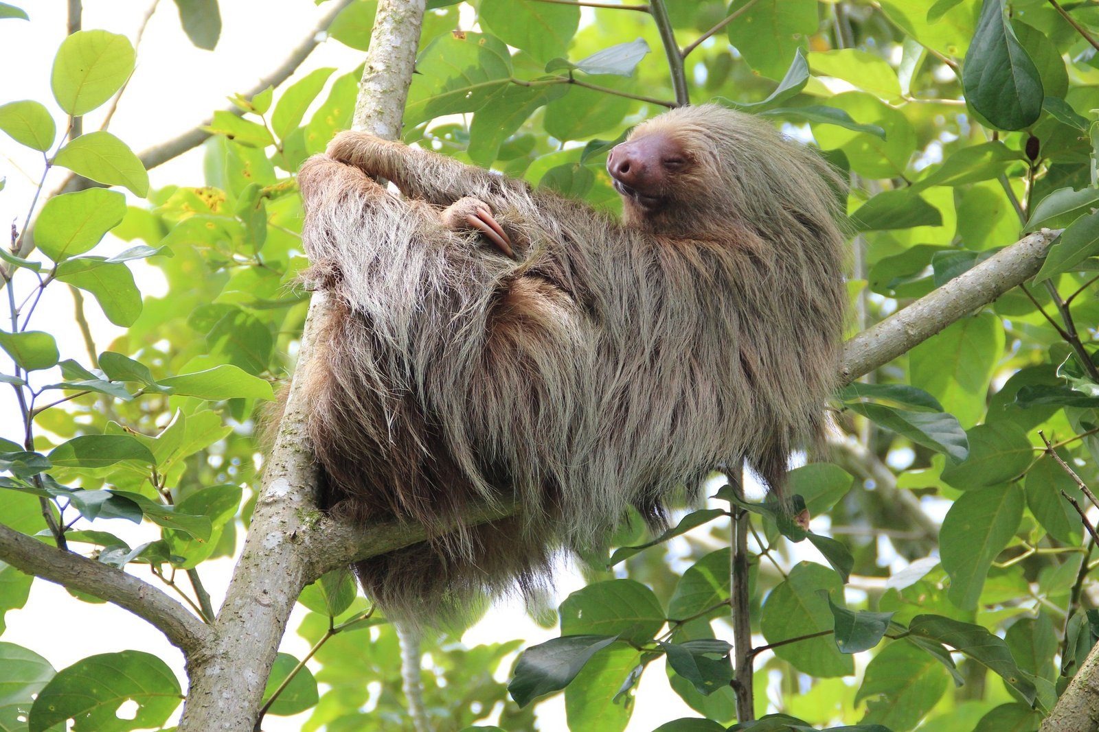 Sloth Watching Tour — photo 5